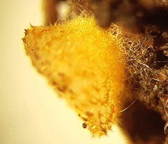 Arachnopeziza aurelia