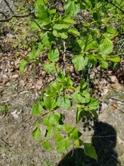 Physocarpus opulifolius
