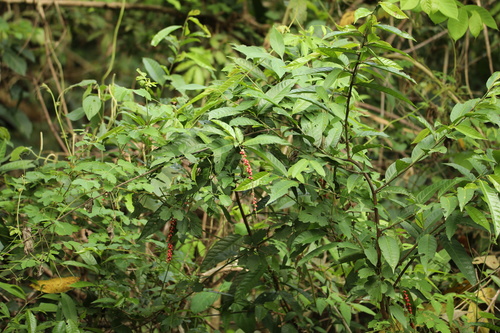Coccoloba acuminata, photograph 1