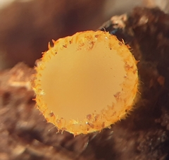 Arachnopeziza aurelia