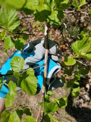Physocarpus opulifolius