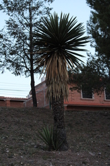 Yucca