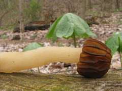 Morchella punctipes