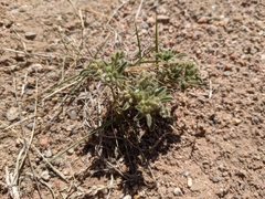 Cryptantha crassisepala