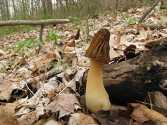 Morchella punctipes