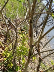 Physocarpus opulifolius