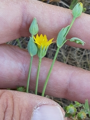 Blackstonia acuminata