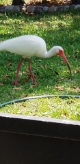 Eudocimus albus