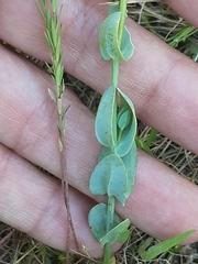 Blackstonia acuminata