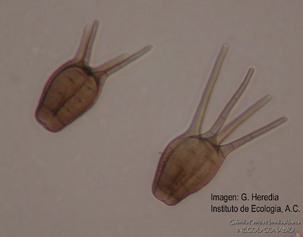 Tetraploa aristata