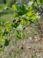 Physocarpus opulifolius