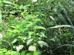 Urtica dioica dioica