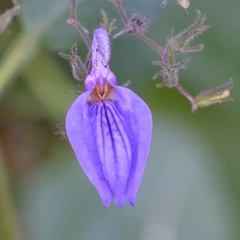 Brillantaisia