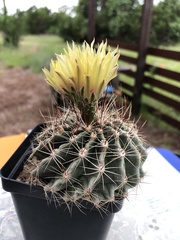 Hamatocactus