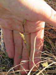 Carex richardsonii
