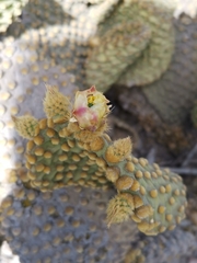 Opuntia microdasys