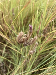 Verbena bonariensis