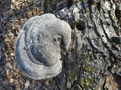 Fomes fomentarius