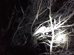 Bradypodion occidentale