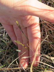 Carex richardsonii