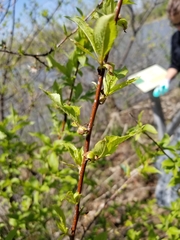 Prunus