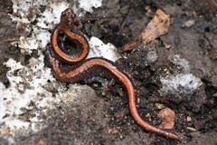 Plethodon angusticlavius