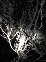 Bradypodion occidentale