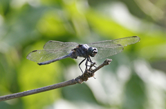 Orthetrum poecilops