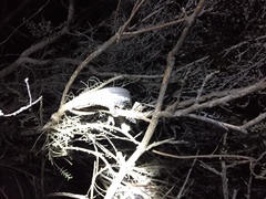 Bradypodion occidentale