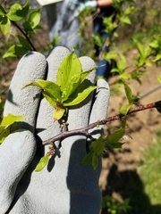 Prunus
