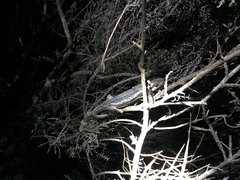 Bradypodion occidentale