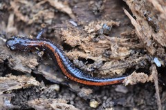 Plethodon angusticlavius