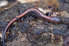 Plethodon angusticlavius