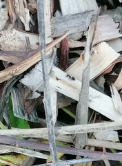 Crematogaster peringueyi