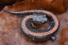 Plethodon angusticlavius
