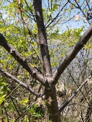Prunus