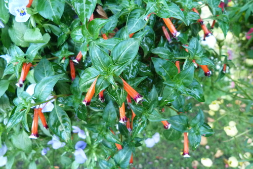 Cuphea ignea