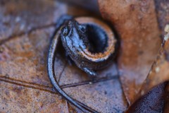 Plethodon angusticlavius