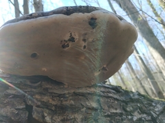 Fomes fomentarius