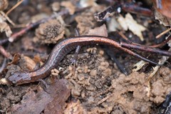 Plethodon angusticlavius