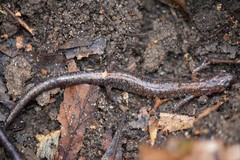 Plethodon angusticlavius