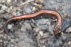 Plethodon angusticlavius