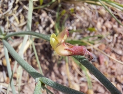 Astragalus xiphoides
