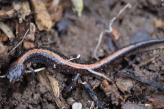 Plethodon angusticlavius
