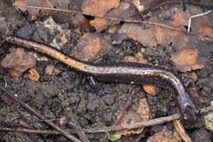 Plethodon angusticlavius