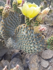 Opuntia microdasys