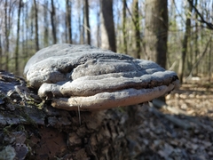 Fomes fomentarius