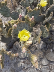 Opuntia microdasys