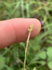 Carex oxylepis