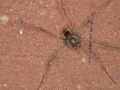 Platybunus pinetorum